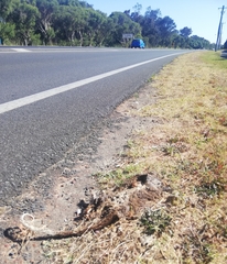 Pseudocheirus occidentalis