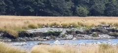 Branta canadensis maxima