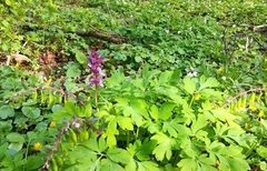 Corydalis cava
