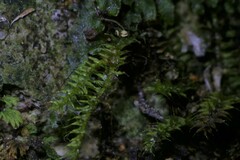 Racopilum cuspidigerum