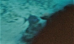Balistes vetula