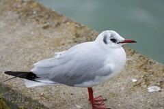 Chroicocephalus ridibundus