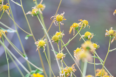 Helianthus porteri