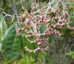 Miconia albicans