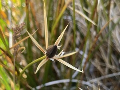 Marsippospermum gracile