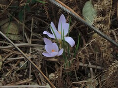 Crocus etruscus