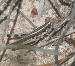Macrotona securiformis