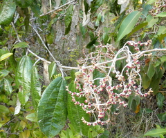 Miconia albicans