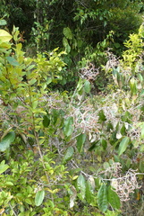 Miconia albicans