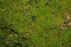 Rhynchostegiella tenella