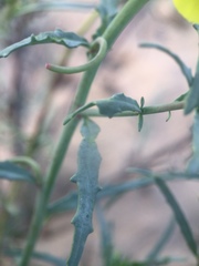 Eulobus crassifolius