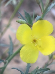 Eulobus crassifolius