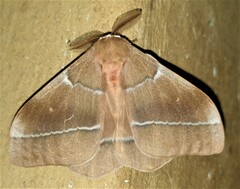 Gonimbrasia belina