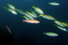 Pterocaesio digramma