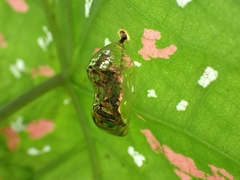Euploea core