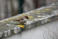 Passer domesticus