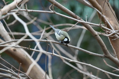 Parus major