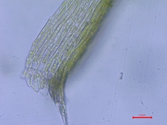 Rhynchostegiella tenella