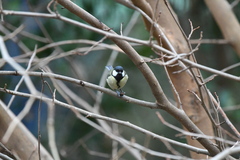 Parus major