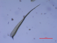 Rhynchostegiella tenella