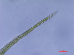 Rhynchostegiella tenella
