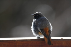 Phoenicurus ochruros