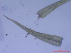 Rhynchostegiella tenella