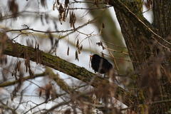 Turdus merula