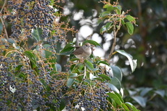 Sylvia atricapilla