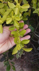 Dendrotrophe varians