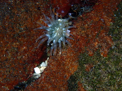 Urticina felina