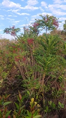 Zanthoxylum avicennae