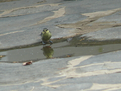 Cyanistes teneriffae