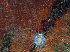 Urticina felina