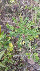 Zanthoxylum avicennae