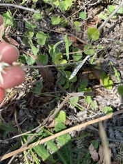 Helichrysum leucopsideum