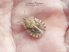 Eurygaster hottentotta