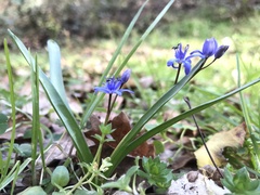 Scilla
