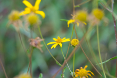Helianthus porteri