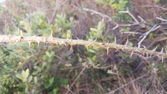 Zanthoxylum avicennae