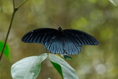 Papilio memnon