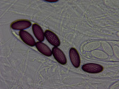 Ascobolus albidus