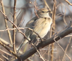 Phylloscopus sindianus