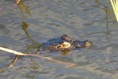 Caiman latirostris