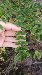 Zanthoxylum avicennae