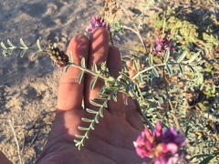 Astragalus magdalenae