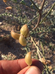 Astragalus magdalenae