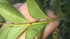 Zanthoxylum avicennae