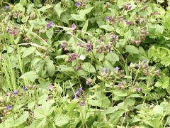Pulmonaria obscura