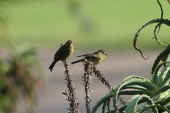 Crithagra scotops umbrosa